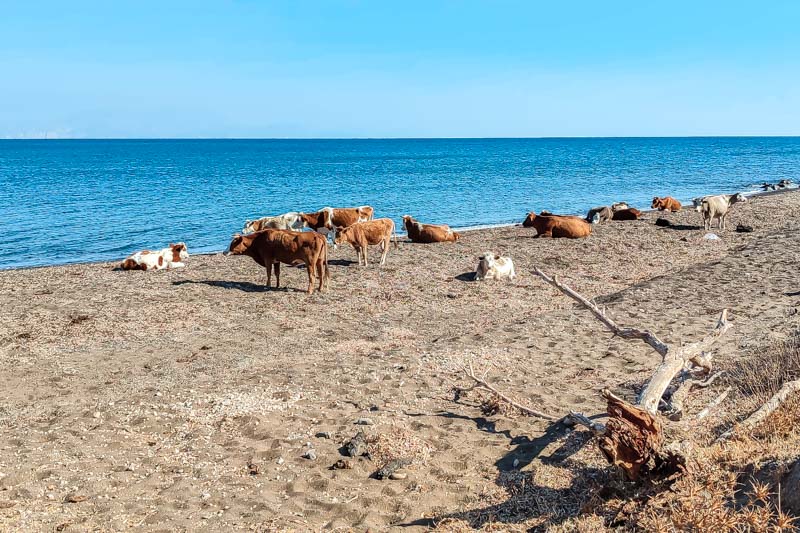 Griechenland Kühe am Meer Nisyros Strand Griechenland Kühe am Meer Nisyros Strand