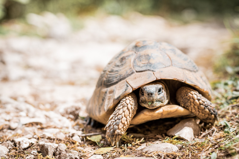 Griechenland Tierwelt Schildkröten Epirus