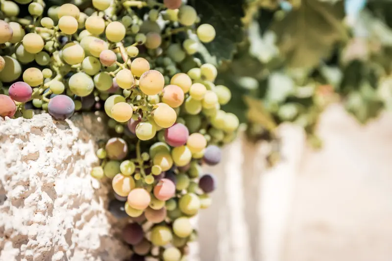 Kreta Wein Verkostung Touren