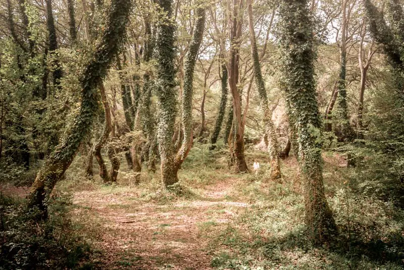 Mystical Forest Aristi Greece