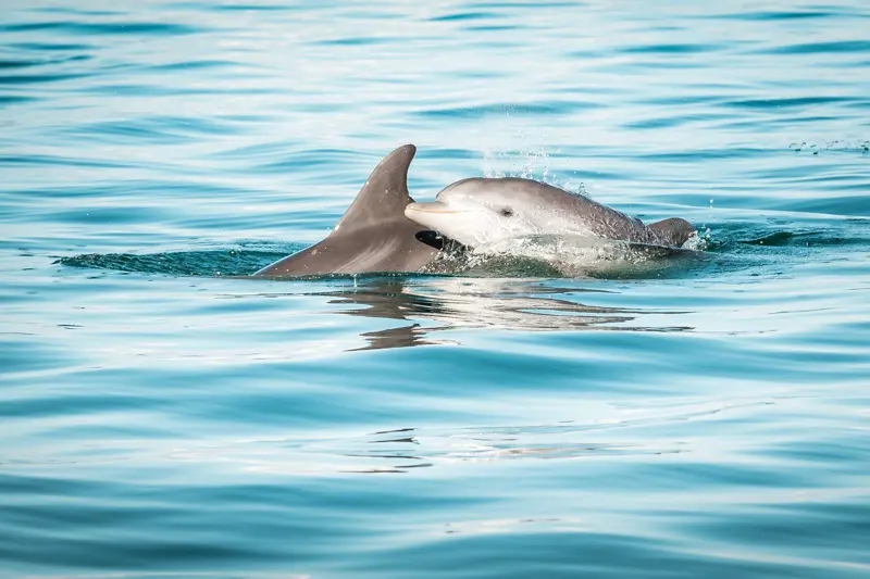 ambrakischer golf delfine arta greece