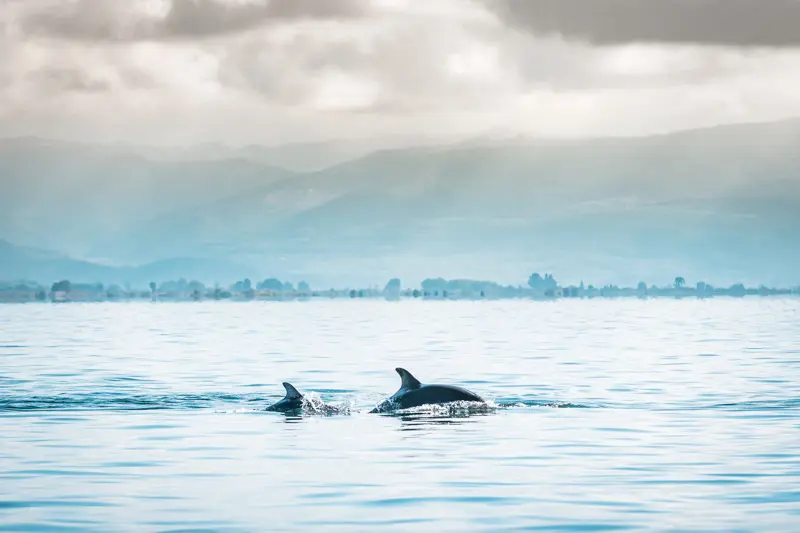 delfine ambrakischer golf arta griechenland