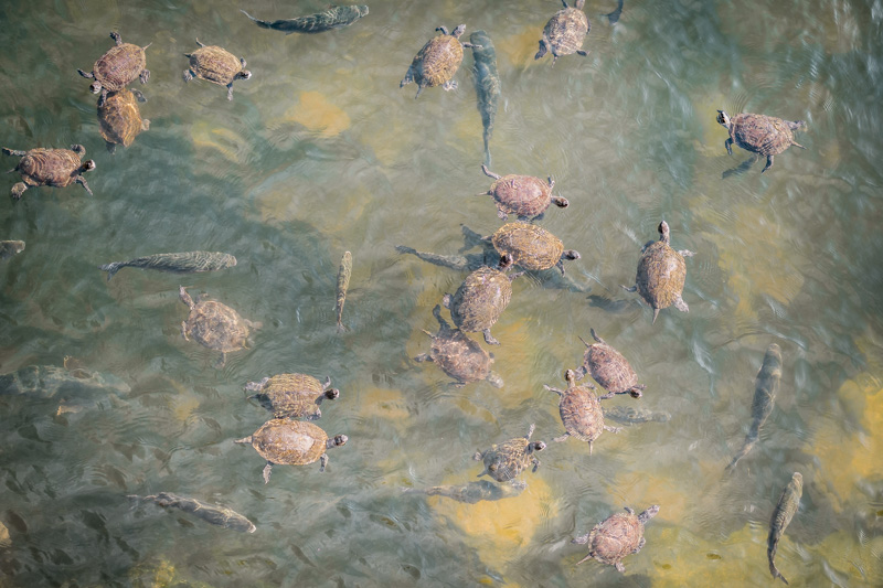 Lesvos turtles chalandra river skala eresou