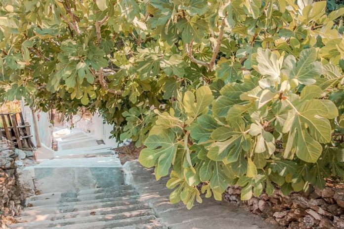 Insel Fourni • Griechenland Geheimtipp in der OstÄgäis