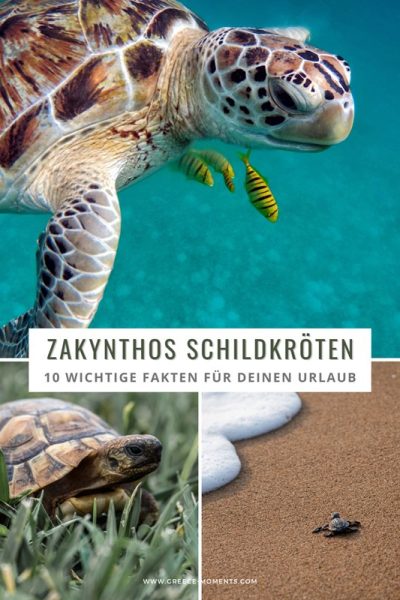 zakynthos schildkroeten touren turtles tierschutz