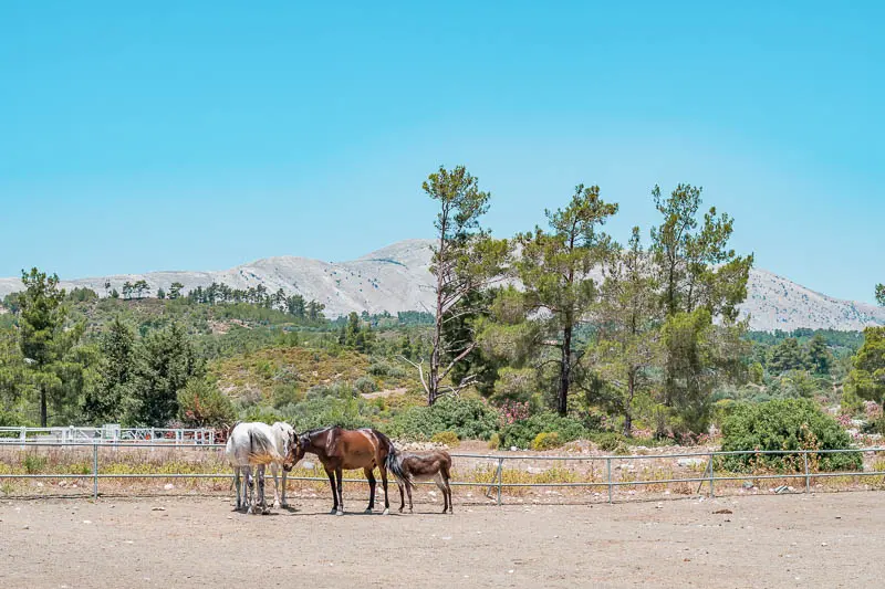 Rhodos Pferdereiten A&E Elpida Ranch Laerma