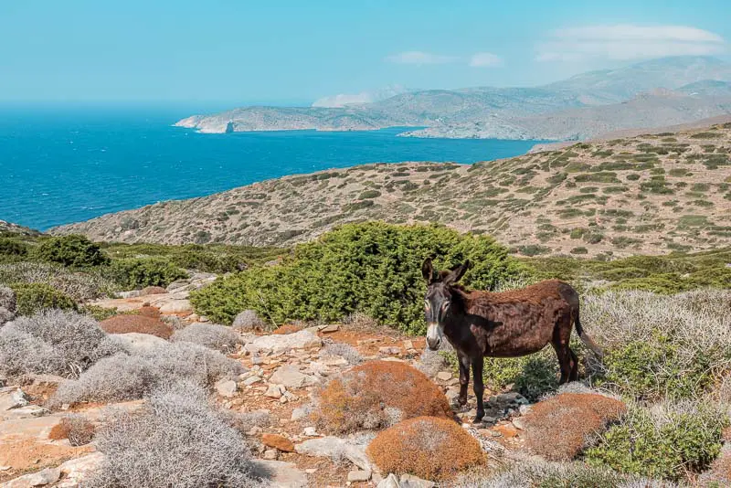 Wandern auf Amorgos Kykladen Esel Natur