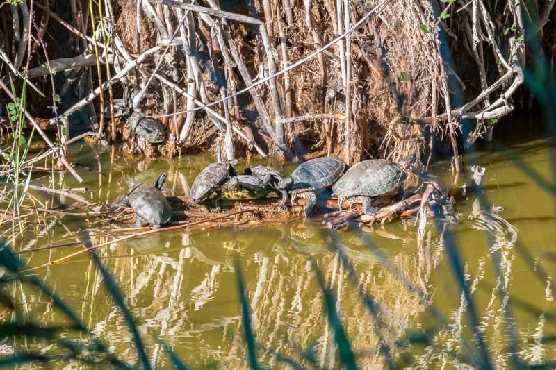 Mavrobara Turtle Lake Chalkidiki