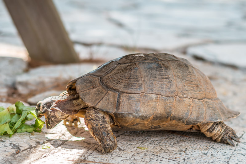 Schildkröten Korfu Pontikonisi Mäuseinsel