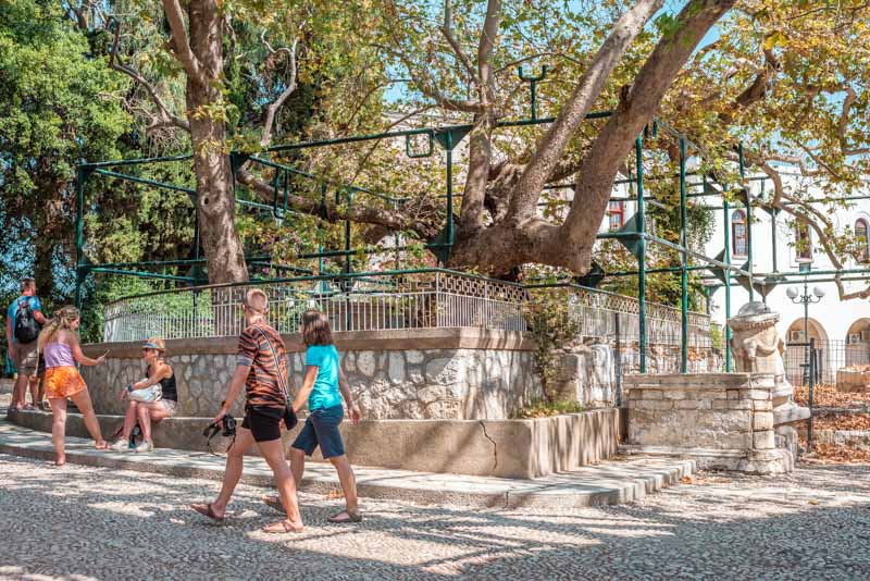 Kos Sehenswürdigkeiten Platane des Hippokrates