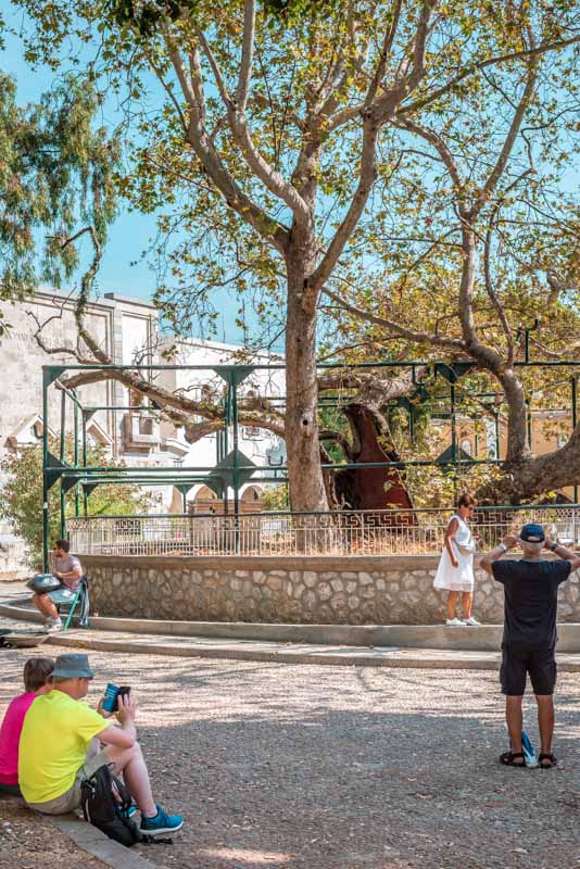 Platane von Kos Stadt Urlaub Tipps
