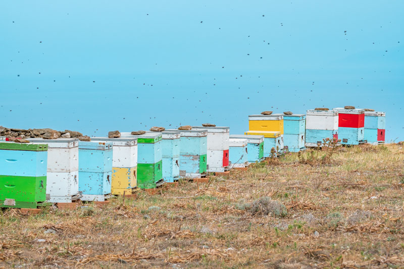 Griechenland Honig Thymian Bienen Kykladen Griechenland
