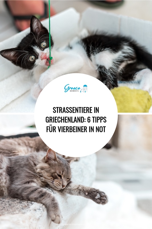 Straßenkatzen in Griechenland Straßentiere Retten Pin