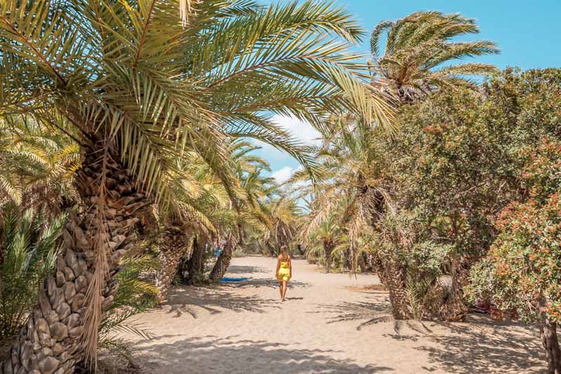 Vai Beach Crete • 8 important tips on the palm forest
