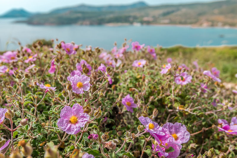 Kap Sounion Beste Reisezeit Frühling Natur